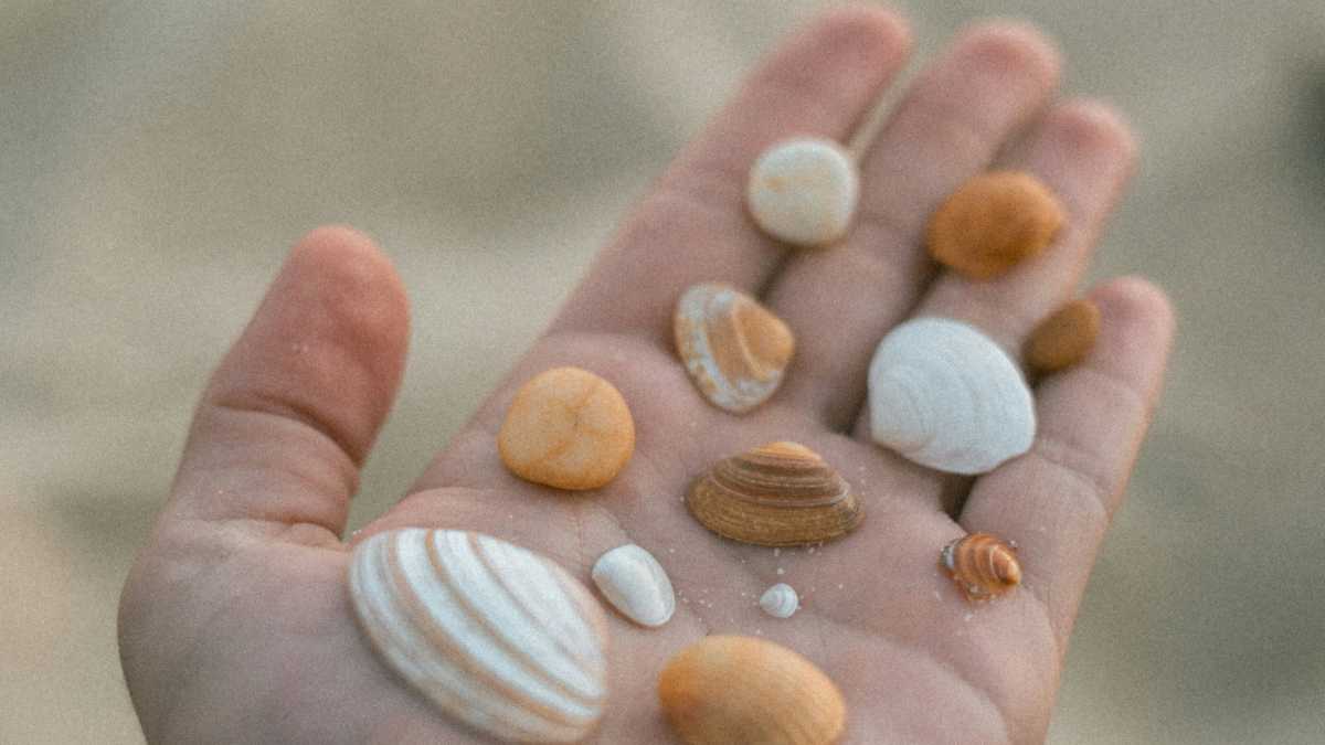 Immagine di “Stintillìo” di conchiglie: la lingua (specie di un bambino) più che descrivere, illumina