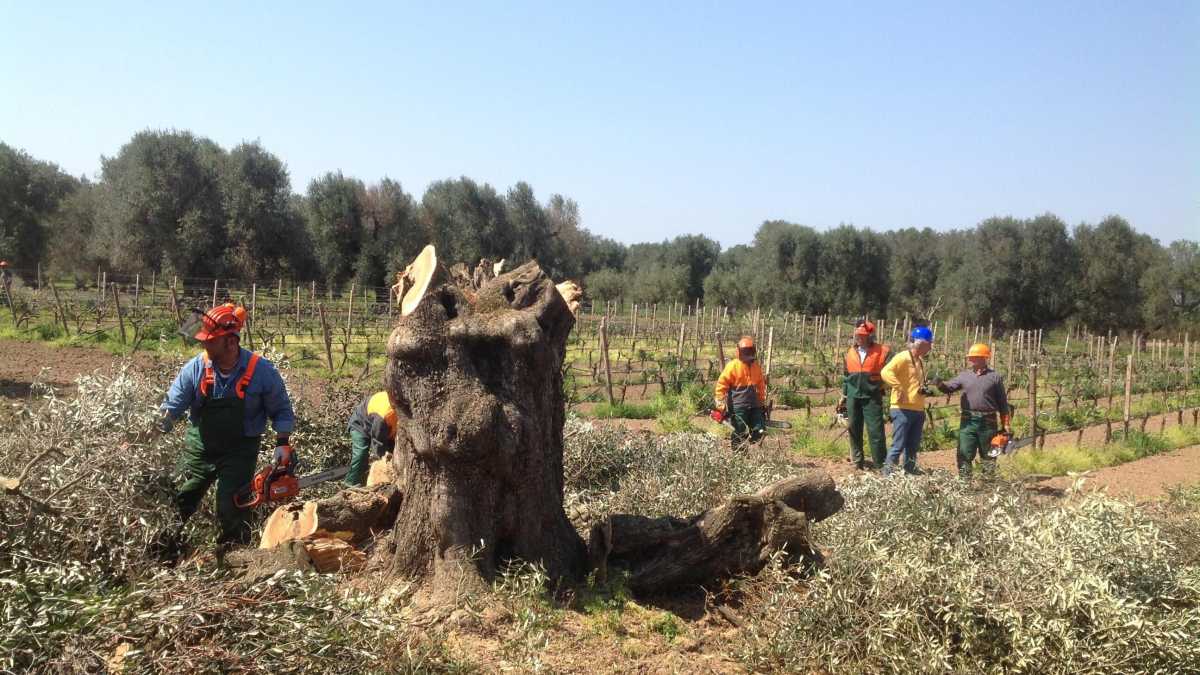 Immagine di Xylella, dopo dieci anni sono evidenti le responsabilità dei pm di Lecce