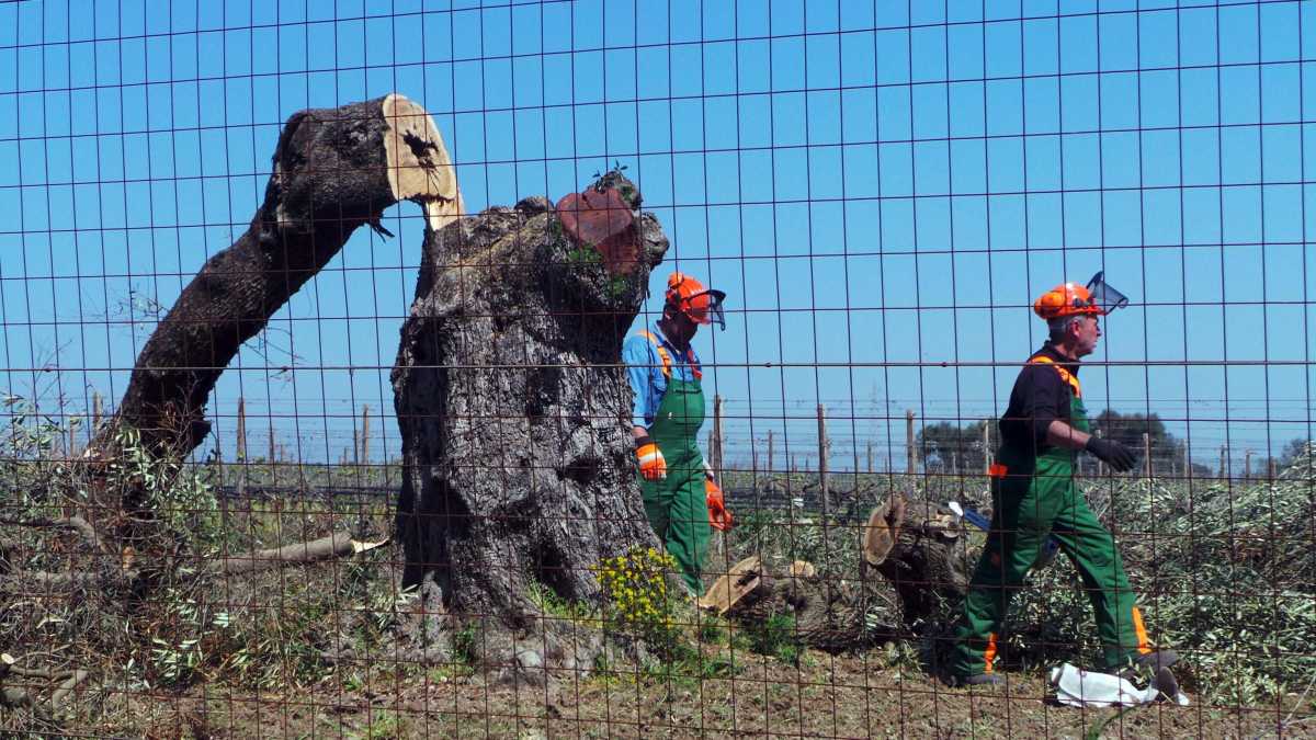 Immagine di Xylella, un complotto lungo dieci anni finisce nel nulla
