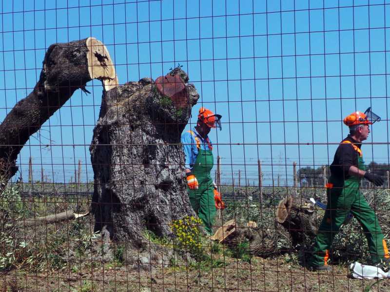 Xylella, un complotto lungo dieci anni finisce nel nulla