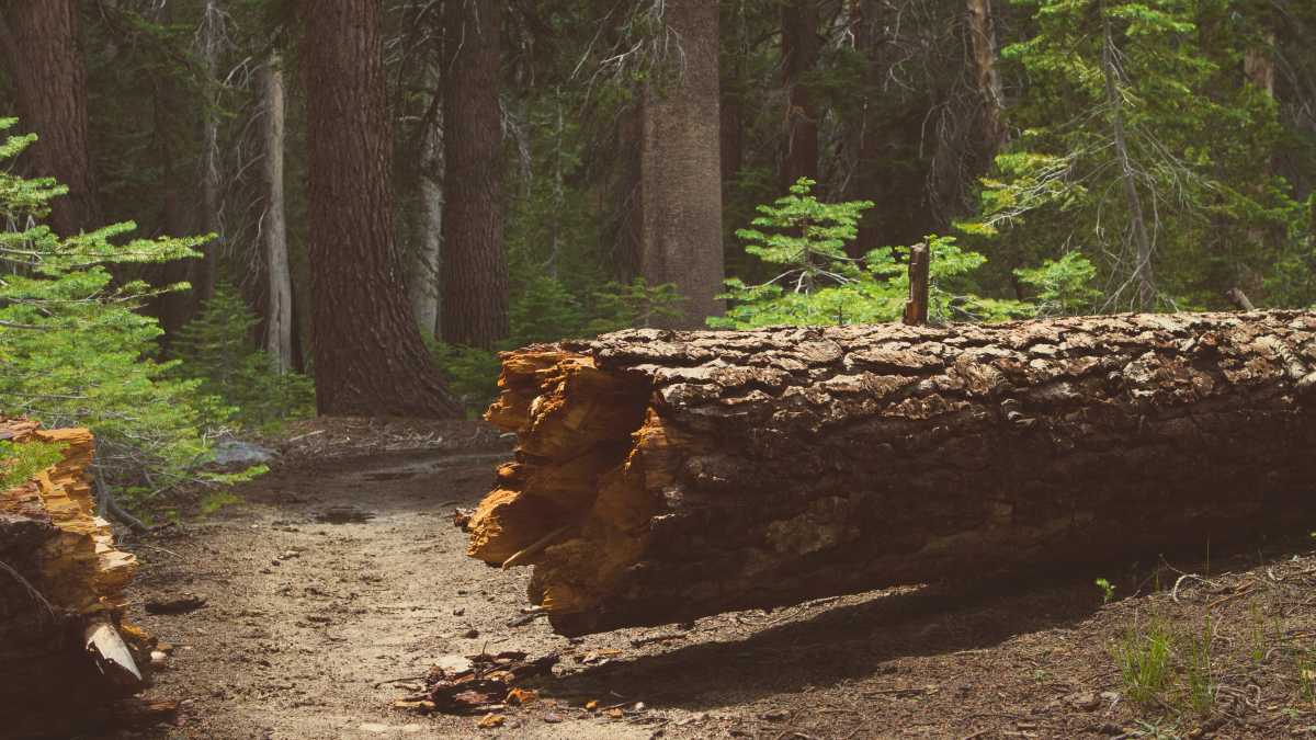 Immagine di Riflessioni su un albero caduto