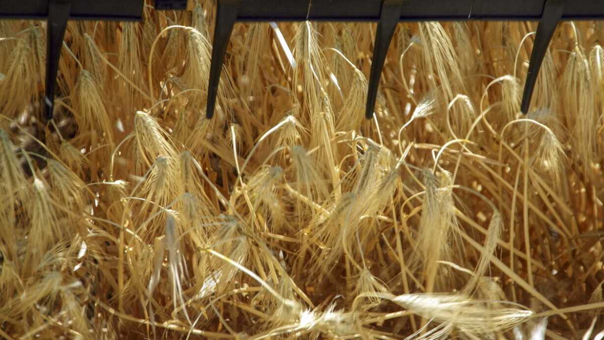Immagine di La guerra alimentare contro l’Ucraina non è un fronte secondario