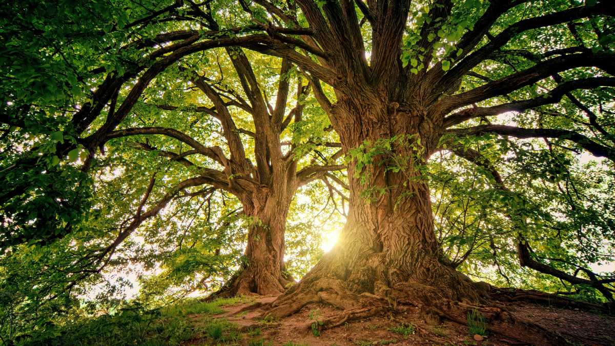 Immagine di I grandi alberi accumulano tempo biologico e costruiscono reti ecologiche vaste e complesse