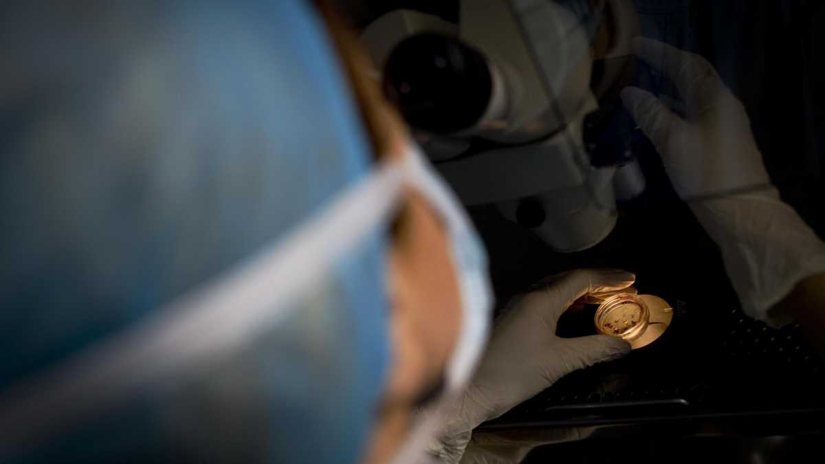 Immagine di Cosa bolliva nelle pentole preistoriche di tutta Europa? Lo studio
