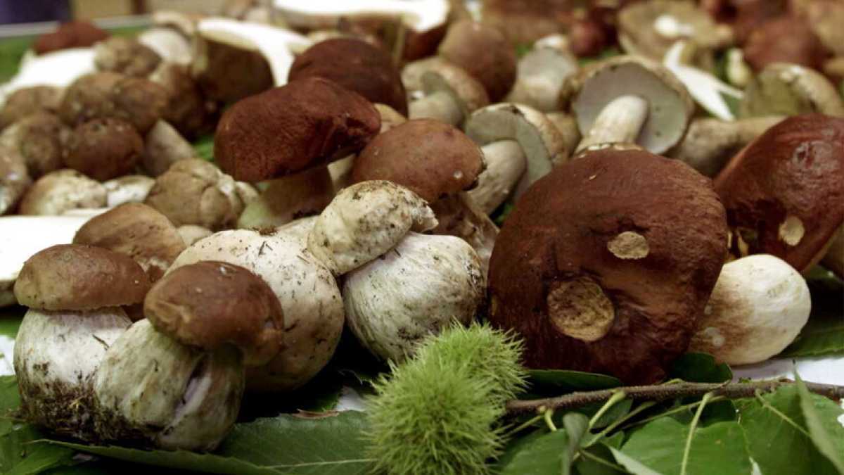 Immagine di Coi coltellini svizzeri fuorilegge, rischi l'arresto anche se vai a funghi