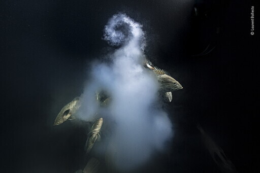 &nbsp;&copy; Laurent Ballesta, Wildlife Photographer of the Year
