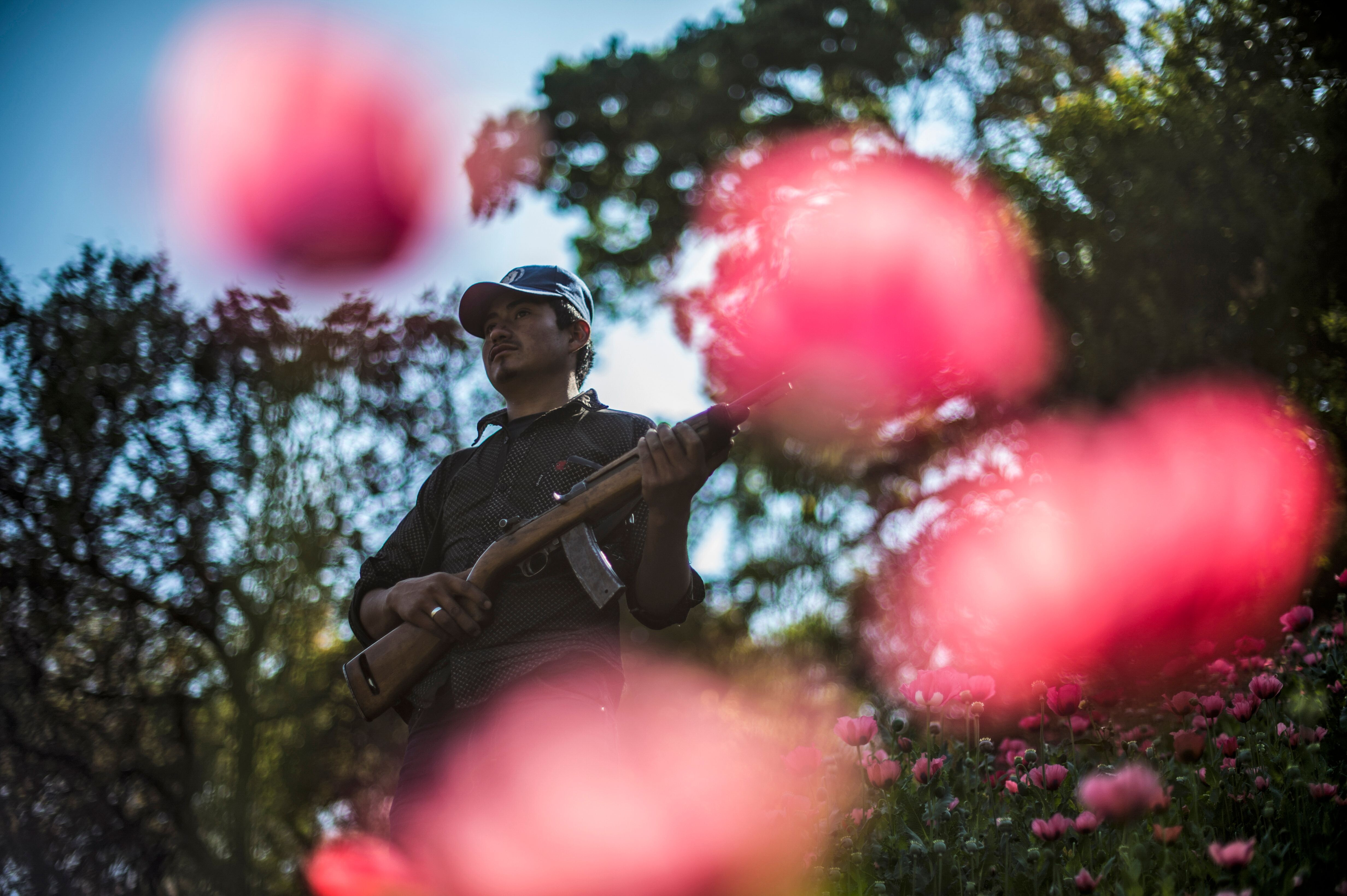 Un membro della polizia di comunit&agrave; a Guerrero pattuglia un campo illegale di papaveri da oppio (foto LaPresse)