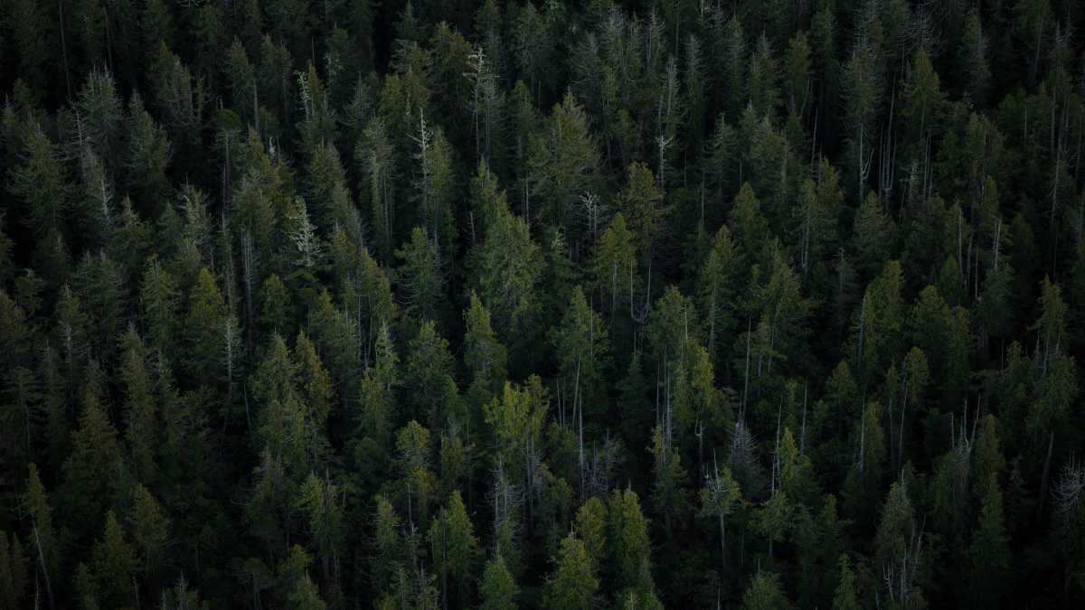 Immagine di La foreste antiche sono infrastrutture climatiche di altissimo valore. Uno studio