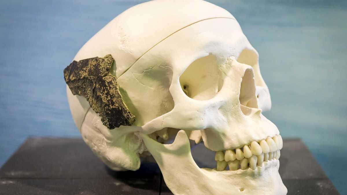 Immagine di Il rischio di estinzione dei Neanderthal entra nella loro storia ben prima dell’ultima convivenza con Sapiens
