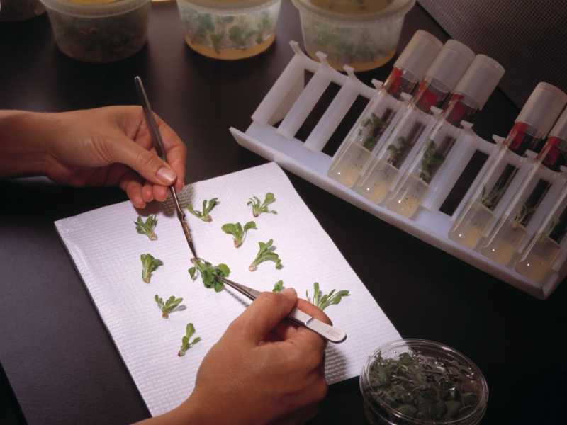 Analisi di laboratorio su delle piante (foto Getty Images)