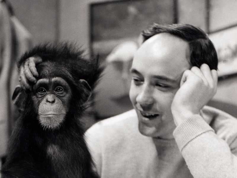 Desmond Morris con lo scimpanzé Congo (foto di: Desmond Morris Collection/Universal Images Group via Getty Images)
