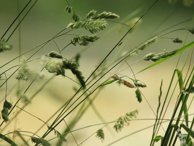 Foto Pixabay