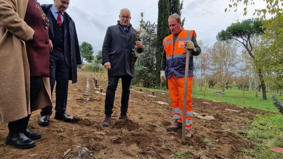 Immagine di “Mai così tanti alberi a Roma”. Ma quanti sopravvivono?